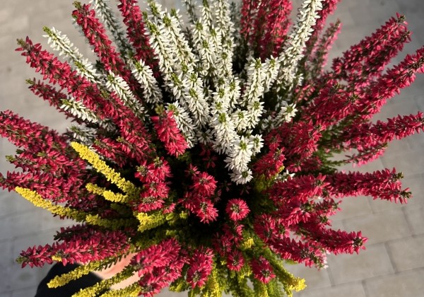 Calluna vulgaris Starlight Trio (14 cm)