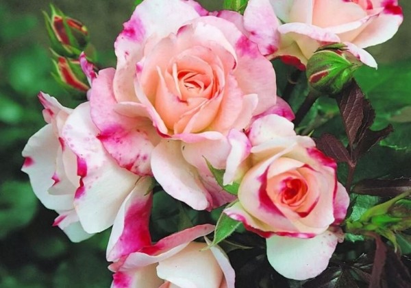Rosa Rosenstadt Freising