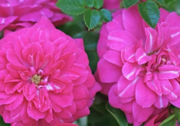 Rosa Knirps, augststumbrs 80cm