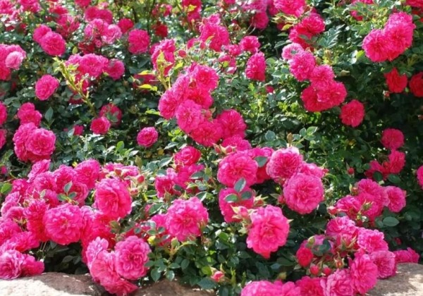 Rosa Knirps, augststumbrs 80cm