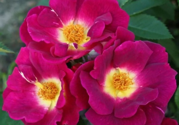 Rosa Weg der Sinne, augststumbrs 80cm