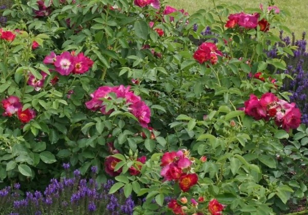 Rosa Weg der Sinne, 2l podā