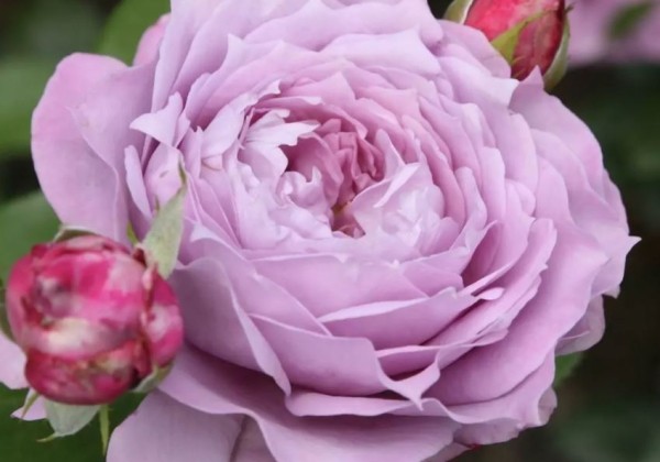 Rosa Novalis, 2l podā