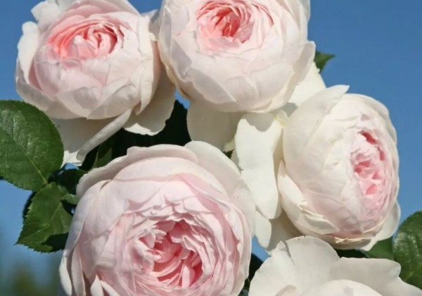Rosa Herzogin Christiana, augststumbrs 80cm