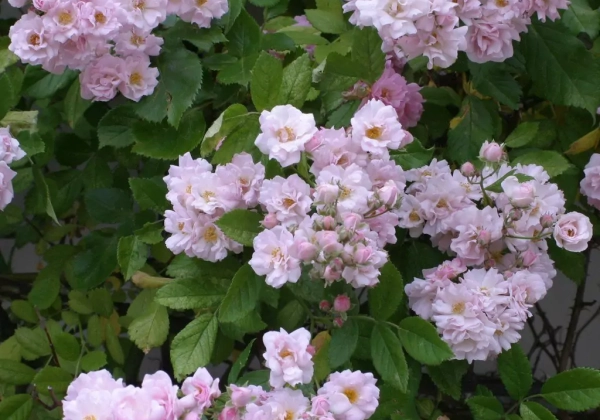 Rosa Bonny, 2l podā