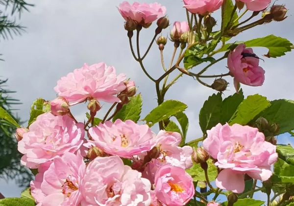 Rosa Bonny, 2l podā