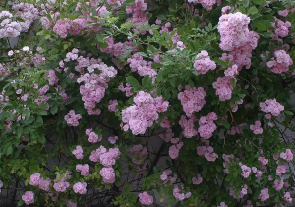 Rosa Bonny, 2l podā