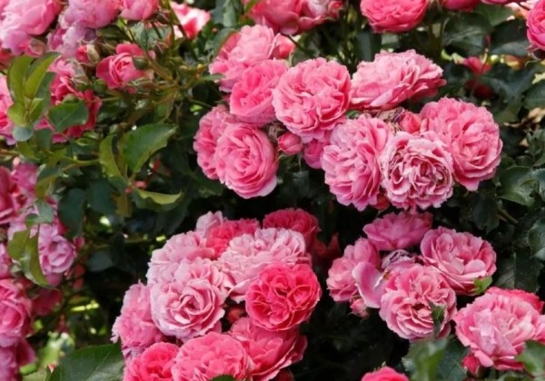 Rosa Moin Moin (Pink Flower Circus), 2l podā