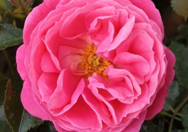 Rosa Moin Moin (Pink Flower Circus), 2l podā