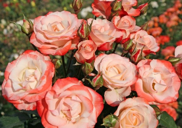 Rosa Auf die Freundschaft