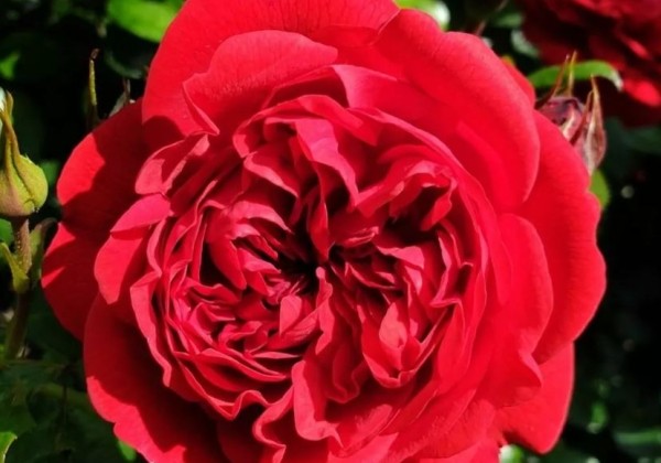 Rosa Out of Rosenheim, augststumbrs 80cm