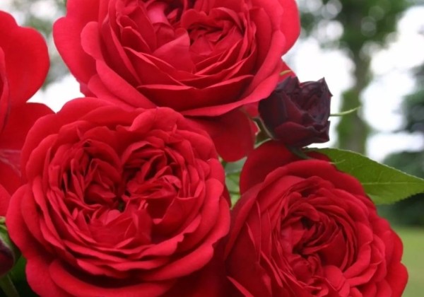 Rosa Out of Rosenheim, augststumbrs 80cm