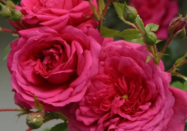 Rosa Laguna