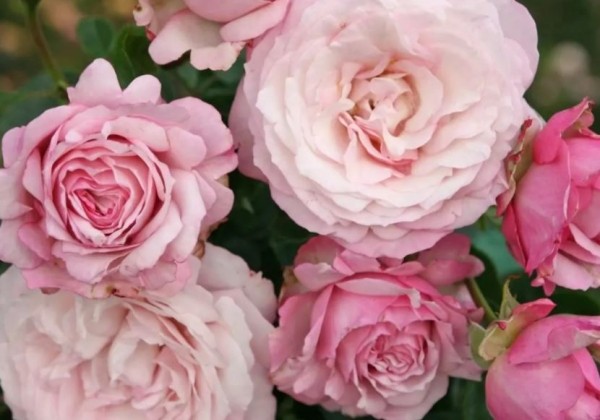 Rosa Rosenfaszination