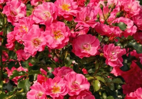 Rosa Blühwunder '08, 2l podā
