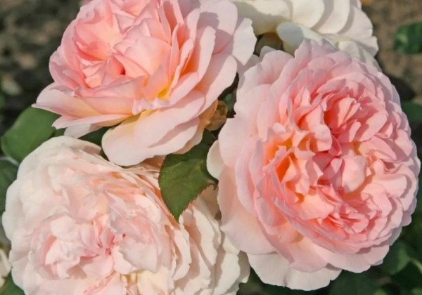 Rosa Märchenzauber, augststumbrs 80cm