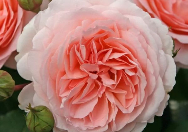 Rosa Märchenzauber, augststumbrs 80cm