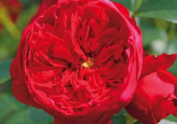 Rosa Florentina, augststumbrs 120 cm