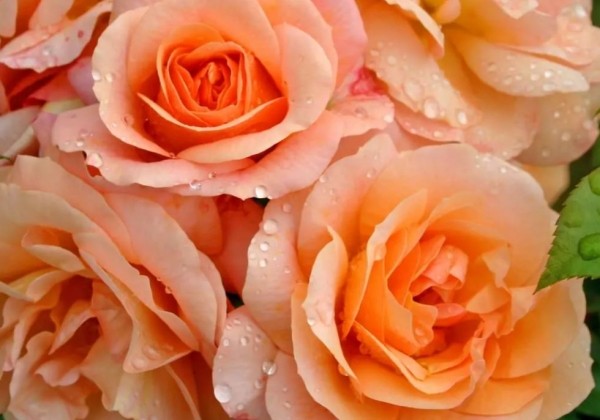 Rosa Aprikola, augststumbrs 60cm