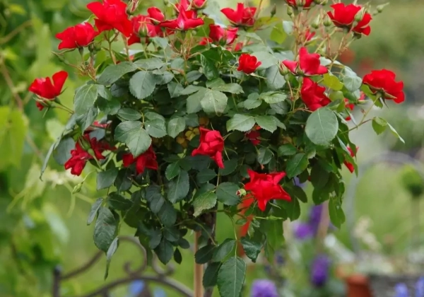 Rosa Black Forest Rose, augststumbrs