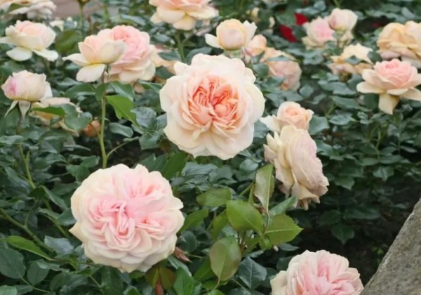 Rosa Garden of Roses, augststumbrs