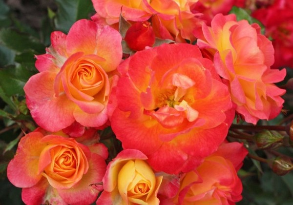 Rosa Firebird, augststumbrs 80cm