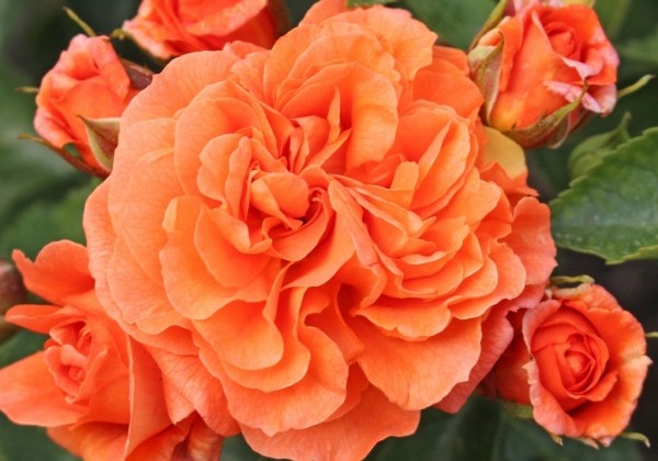 Rosa Orangerie, 2l podā