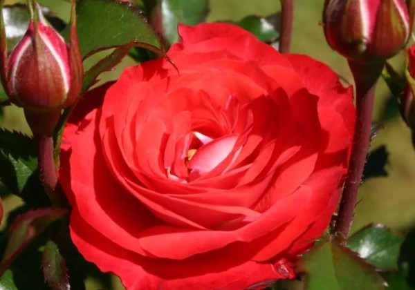 Rosa Planten un Blomen