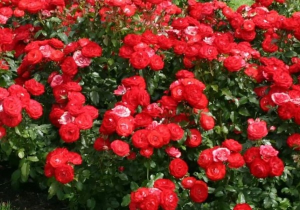 Rosa Planten un Blomen