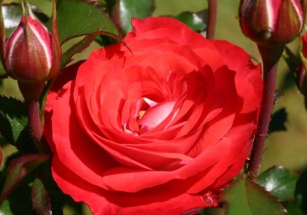 Rosa Planten un Blomen, 2l podā