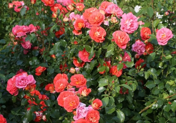 Rosa Gebrüder Grimm, augststumbrs 80cm