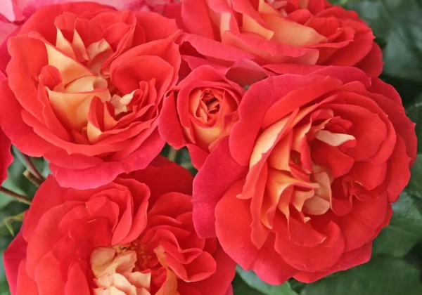 Rosa Gebrüder Grimm, augststumbrs 80cm