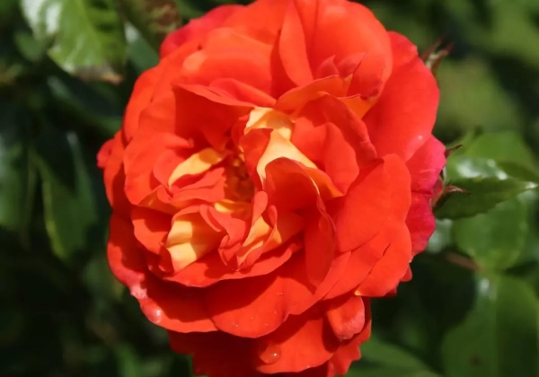 Rosa Gebrüder Grimm, augststumbrs 80cm