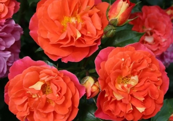 Rosa Gebrüder Grimm