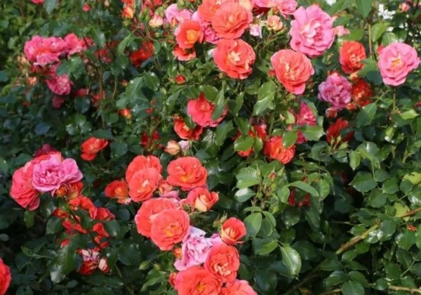 Rosa Gebrüder Grimm, 2l podā