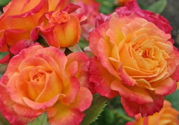 Rosa Gartenspaß