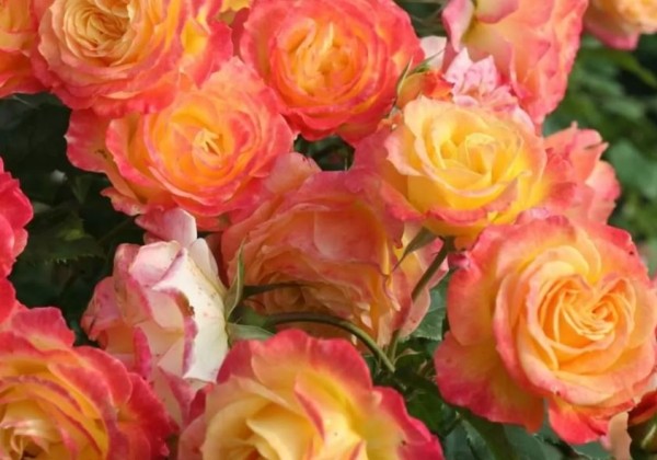 Rosa Gartenspaß