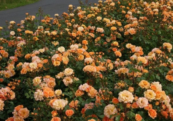 Rosa Bentheimer Gold