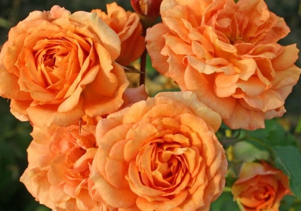 Rosa Bentheimer Gold