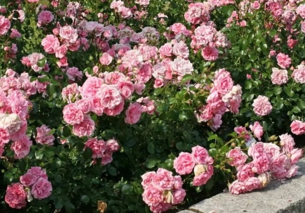 Rosa Home and Garden, augststumbrs 80cm