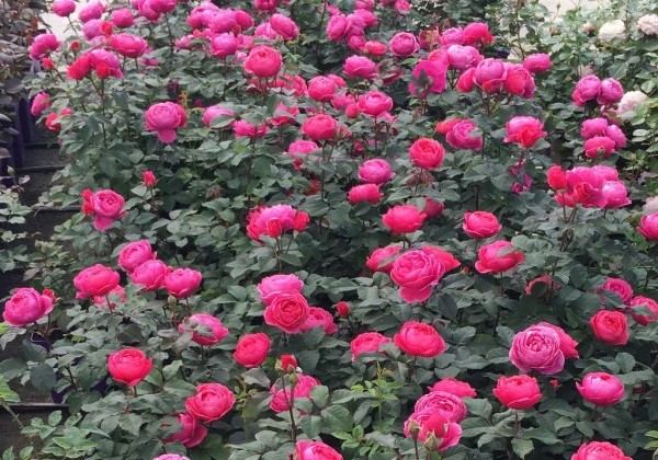 Rosa Gartenprinzessin Marie-José, augststumbrs