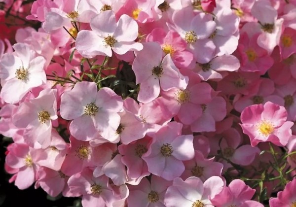 Rosa Fortuna, 2l podā