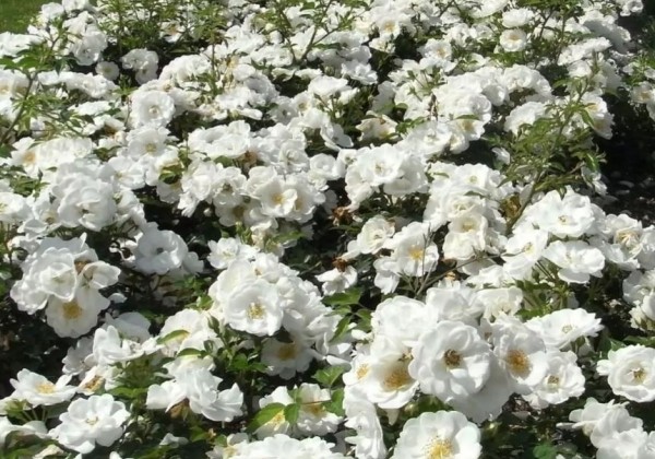 Rosa Innocencia, augststumbrs 60cm