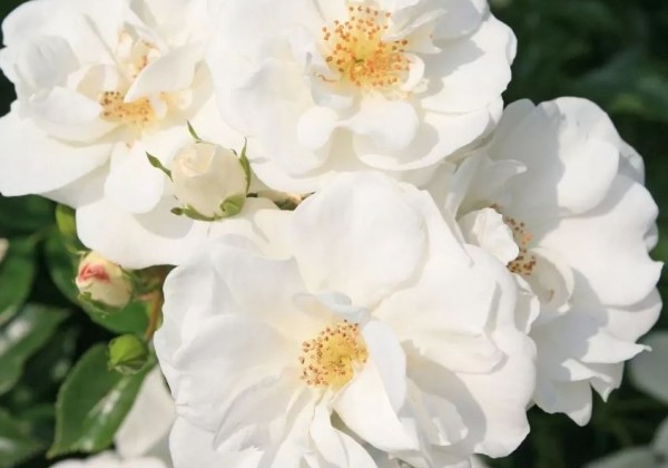 Rosa Innocencia, augststumbrs 60cm