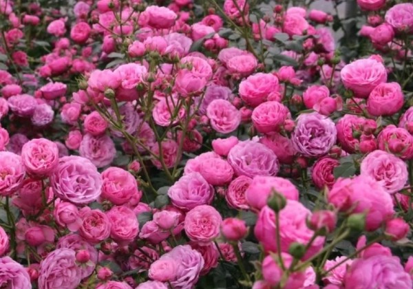Rosa Pomponella, 2l podā