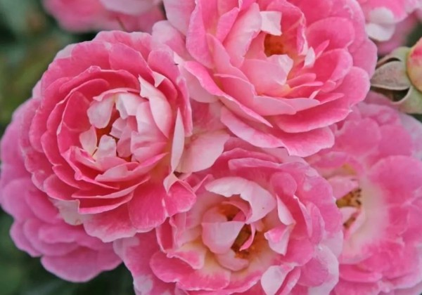 Rosa Flirt 2011, augststumbrs 60cm