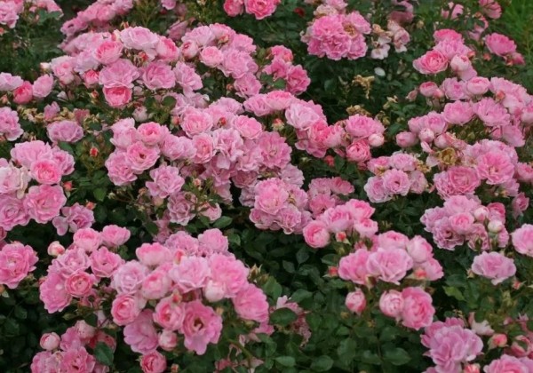 Rosa Flirt 2011, augststumbrs 60cm