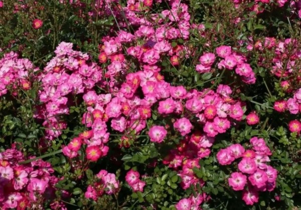 Rosa Lupo, augststumbrs 60cm