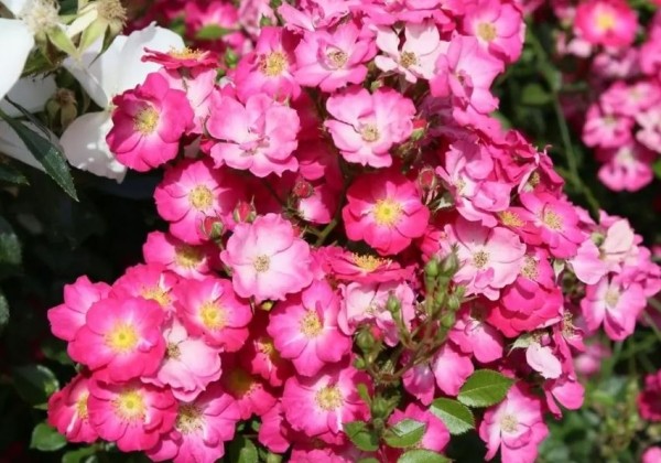 Rosa Lupo, augststumbrs 60cm