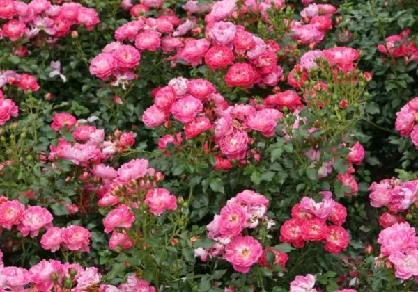 Rosa Charmant, augststumbrs 60cm